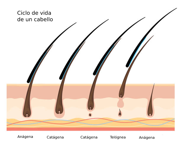 Ciclo de vida de un cabello