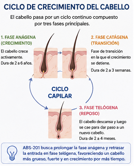 Ciclo de vida de un cabello. ABS-201